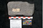 Foto (Objekt + Etikett) von Sigillaria elongata Brongniart (NHMW-GEO-2024-0188-11052)